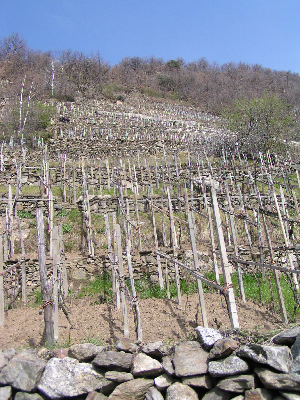 vinyards as far as the eye can see